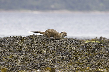 Eurasian river otter (Lutra lutra) sprainting on high point.  The spraint is a method of marking territory and high points are a favoured location, even those washed by tides.