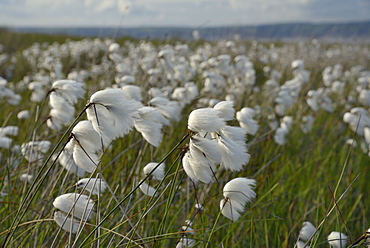 Dense stand of common cottongrass (Eriophorum angustifolium) flowering on damp moorland, the Gower Peninsula, Wales, United Kingdom, Europe