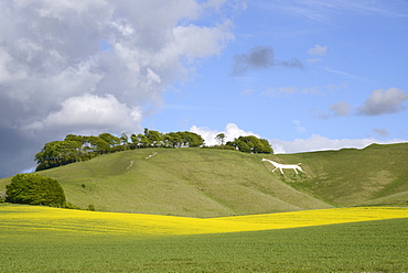 Cherhill White Horse, cut into chalk downland in 1780, with rape crop (Brassica napus) flowering in the foreground, Wiltshire, England, United Kingdom, Europe