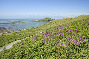 The Worm's Head with causeway exposed at low tide and flowering common foxgloves (Digitalis purpurea), The Gower Peninsula, Wales, United Kingdom, Europe