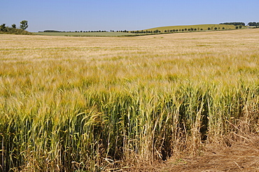 Ripening barley (Hordeum vulgare) crop rippled by gusts of wind, Marlborough Downs, Wiltshire, England, United Kingdom, Europe