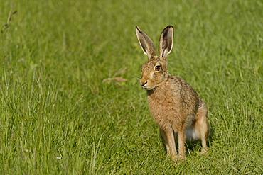 European hare (brown hare) (Lepus europaeus) standing on grassy farmland track in evening sunshine, Marlborough Downs, Wiltshire, England, United Kingdom, Europe