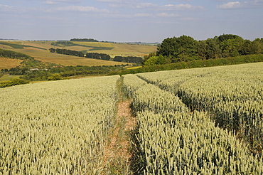 Ripening wheat (Tricticum aestivum) with pastureland, arable crops, trees and the Ridgeway in the background, Marlborough Downs, Wiltshire, England, United Kingdom, Europe