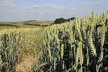 Ripening wheat crop (Tricticum aestivum) with the Ridgeway in the background, Marlborough Downs, Wiltshire, England, United Kingdom, Europe