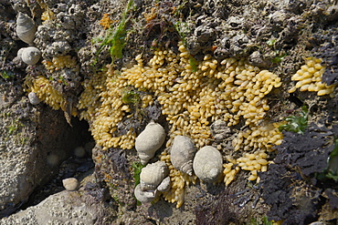 Dog whelks (Nucella lapillus) and clusters of their eggs attached to a rock exposed at low tide, The Gower Peninsula, Wales, United Kingdom, Europe