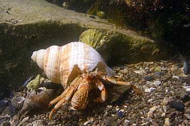 Common hermit crab (Pagurus bernhardus), in a common whelk shell (Buccinum undatum) in a rockpool, The Gower Peninsula, Wales, United Kingdom, Europe