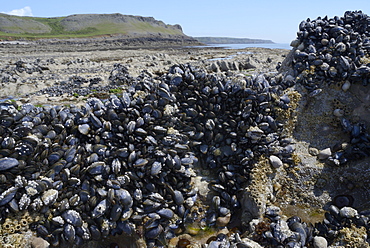 Common mussels (Mytilus edulis) attached to rocks exposed at low tide, Rhossili, The Gower Peninsula, Wales, United Kingdom, Europe