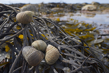 Common periwinkles (Littorina littorea) on toothed wrack (Fucus serratus) exposed at low tide, Lyme Regis, Dorset, England, United Kingdom, Europe