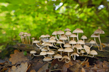 Angels' bonnets mushrooms (Mycena arcangeliana) growing from a rotting log in deciduous woodland, Gloucestershire, England, United Kingdom, Europe