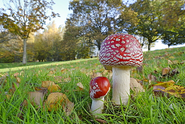 Fly agaric toadstool (Amanita muscaria) growing in grassland, Coate Water Country Park, Swindon, Wiltshire, England, United Kingdom, Europe