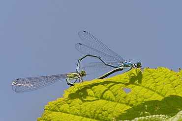 Azure damselfly (Coenagrion puella) pair mating and casting shadow on a leaf, Wiltshire, England, United Kingdom, Europe