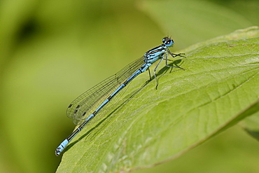 Male azure damselfly (Coenagrion puella) resting on a leaf, Wiltshire, England, United Kingdom, Europe