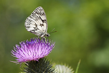 Marbled white butterfly (Melanargia galathea) foraging on spear thistle (Cirsium vulgare), Marlborough Downs, Wiltshire, England, United Kingodm, Europe