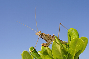 Low angle view of a Praying mantis (Mantis religious) hunting on a bush, Greece, Europe