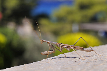 Alert praying mantis (Mantis religiosa) looking out from a hotel balcony, Kilada, Greece, Europe