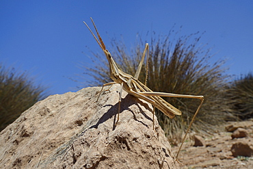 Low angle view of a male slant-faced grasshopper (big nose grasshopper) (long-nosed grasshopper) (Truxalis nasuta) standing on a boulder, Crete, Greece, Europe