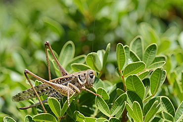 Female white-faced wartbiter bush cricket (Decticus albifrons), in a bush, Crete, Greece, Europe