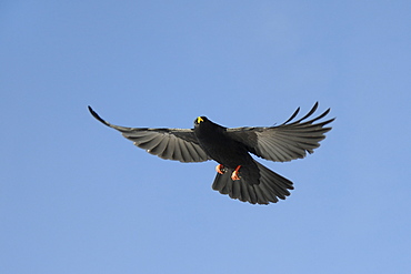 Alpine chough (yellow-billed chough) (Pyrrhocorax graculus) in flight overhead, Haute Savoie, France, Europe