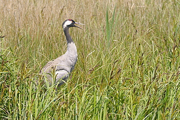 Reintroduced common crane (Eurasian crane) (Grus grus) panting in hot weather while standing on her nest in a sedge marsh, Gloucestershire, England, United Kingdom, Europe