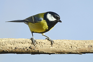 Alert great tit (Parus major) perched on a stick, Coate Water Country Park, Swindon, Wiltshire, England, United Kingdom, Europe