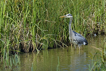 Grey heron (Ardea cinerea) hunting in a marshland pool, Gloucestershire, England, United Kingdom, Europe