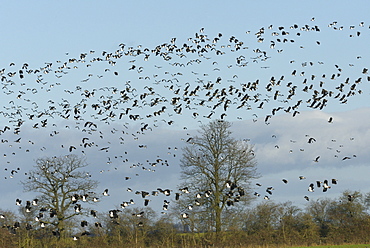 Dense flock of lapwings (Vanellus vanellus) flying over flooded pastureland, Gloucestershire, England, United Kingdom, Europe