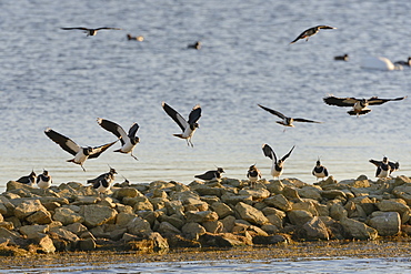 Lapwings (Vanellus vanellus) arriving at a roost on a stone breakwater in sunset light, Rutland Water, Rutland, England, United Kingdom, Europe