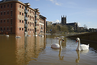 Mute swans (Cygnus olor) swimming near the Old Cornmill after  Worcester was inundated by the River Severn bursting its banks, Worcester, Worcestershire, England, United Kingdom, Europe