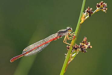 Male small red damselfly (Ceriagrion tenellum) infested with mites perched on a sedge stem, Creech Heath, Dorset, England, United Kingdom, Europe 