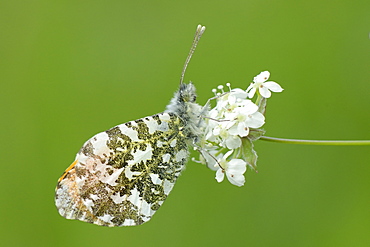 Orange tip butterfly (Anthocharis cardamines) resting on common valerian flowers (Valeriana officinalis), Wiltshire, England, United Kingdom, Europe 