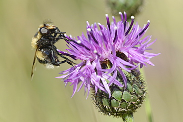 Hoverfly (Volucella bombylans var. plumata) visiting a greater knapweed flower (Centaurea scabiosa) in a chalk grassland meadow, Wiltshire, England, United Kingdom, Europe 