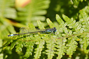 Male blue-tailed damselfly (Ischnura elegans) resting on a bracken frond, Studland Heath, Dorset, England, United Kingdom, Europe 