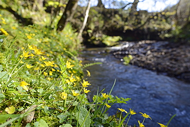 Lesser celandines (Ranunculus ficaria) flowering on a stream bank in woodland, Millook Valley Woods, Cornwall, England, United Kingdom, Europe