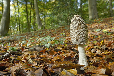 Magpie Inkcap (Coprinopsis) (Coprinus picacea) in beech woodland, Buckholt Wood National Nature Reserve, Gloucestershire, England, United Kingdom, Europe