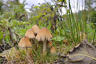 Shining inkcap (Mica inkcap) (Coprinellus) (Coprinus micaceus) clump growing  in a woodland clearing, Gloucestershire Wildlife Trust Lower Woods nature reserve, Gloucestershire, England, United Kingdom, Europe