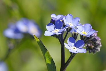 Wood forget-me-not (Myosotis sylvatica) flowers, Cornwall, England, United Kingdom, Europe