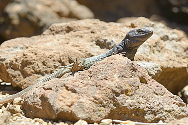 Male Tenerife lizard (Western Canaries lizard) (Gallotia galloti) sun basking on volcanic rock, raising a back foot to cool it, Tenerife, Canary Islands, Spain, Europe