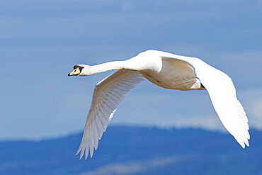 Mute swan (Cygnus olor) cob flying over the River Severn estuary, Gloucestershire, England, United Kingdom, Europe