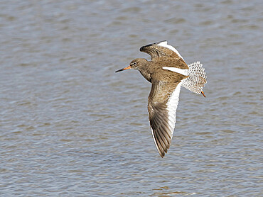 Common redshank (Tringa totanus) flying over a marshland pool, Gloucestershire, England, United Kingdom, Europe