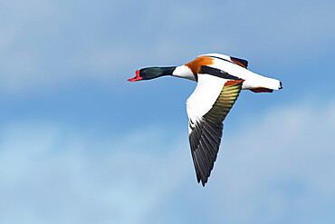 Common shelduck (Tadorna tadorna) drake in flight against a blue sky, Gloucestershire, England, United Kingdom, Europe