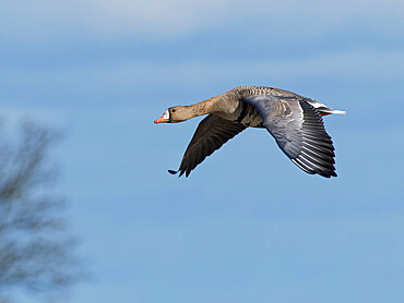 Greater white-fronted goose (Anser albifrons) flying overhead against a blue sky, Gloucestershire, England, United Kingdom, Europe