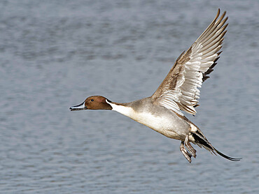 Northern pintail (Anas acuta) drake in flight over a marshland pool, Gloucestershire, England, United Kingdom, Europe