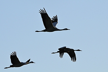 Common or Eurasian cranes (Grus grus) family of 3 flying from roost at dawn, silhouetted against sky, autumn migration period, Rugen-Bock-Region, Mecklenburg-Vorpommern, Germany.