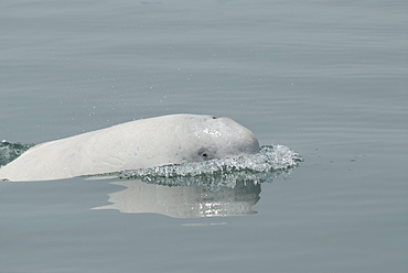 Juvenile Beluga whale (Delphinapterus leucas), an endangered and protected species, lifts its head to take a look at the research vessel. Beluga calves are dark in colour and turn white at seven to nine years of age. St. Lawrence estuary, Canada