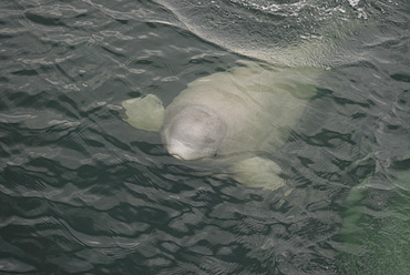 Curious Beluga whale (Delphinapterus leucas) surfaces near the boat, its flippers widely spread in order to keep its balance. Note the distinctive lips and the open eye. St. Lawrence estuary, Canada Sequence 2/2.