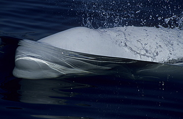 A beluga whale (Delphinapterus leucas) pushing the water up in front of it creating a bow wave similar to ships. St. Lawrence estuary, Canada