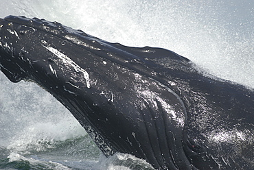 The Humpback whale (Megaptera novaeangliae) named Tic-Tac-Toe leaps out of the water right beside the research boat taking a close look at the photographer. St. Lawrence estuary, Canada