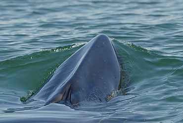 Minke whale (Balaenoptera acutorostrata) surfacing in the green coloured water. Although exposed, she still has both blowholes tightly closed. Note the pronounced ridge on the rostrum, a main feature of rorqual whales. St. Lawrence estuary, Canada Sequence 1/2.