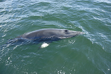 Very slowly, a curious Minke whale (Balaenoptera acutorostrata) surfaces spreading its pectoral fins perpendicular to its body. St. Lawrence estuary, Canada