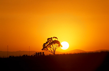 Sunset over Brindabella Ranges with Eucalyptus tree and stock yard, Canberra, Australian Capital Territory, Australia